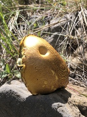 Xerocomellus dryophilus