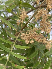 Rhus lanceolata