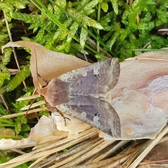 Conistra erythrocephala