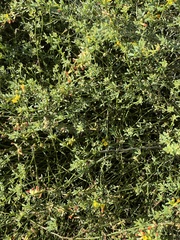 Acmispon glaber glaber