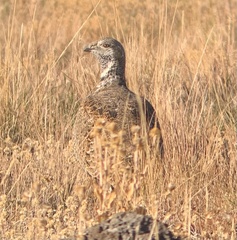 Centrocercus urophasianus