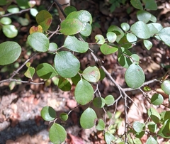 Vaccinium arboreum