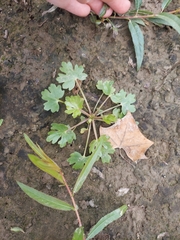 Ranunculus sceleratus