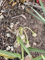Asclepias asperula