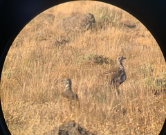 Centrocercus urophasianus