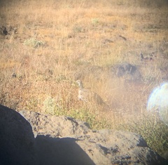 Centrocercus urophasianus