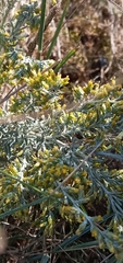 Artemisia maritima