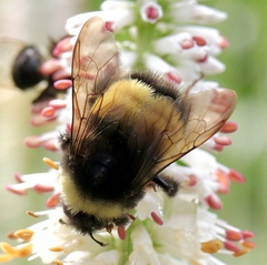 Bombus terricola