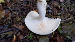 Hygrophorus eburneus
