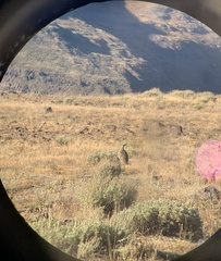 Centrocercus urophasianus