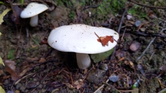 Hygrophorus eburneus