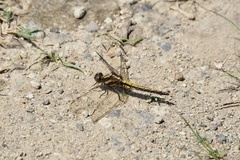 Orthetrum japonicum