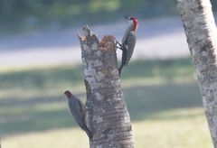 Melanerpes superciliaris