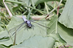 Orthetrum japonicum