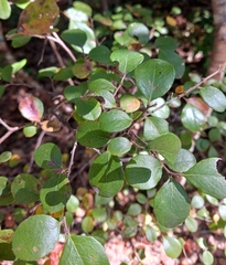 Vaccinium arboreum
