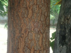 Azadirachta indica