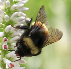 Bombus terricola