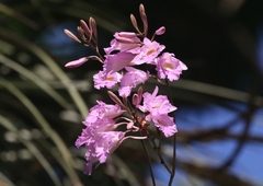 Broughtonia lindenii