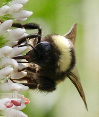 Bombus terricola