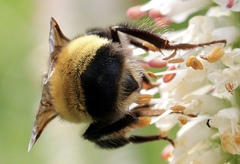 Bombus terricola
