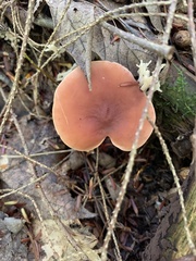 Laccaria bicolor