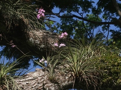 Broughtonia lindenii