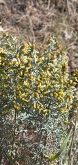 Artemisia maritima