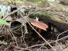 Laccaria bicolor