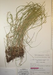 Carex festucacea