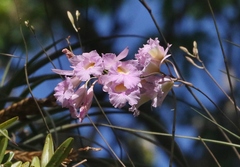 Broughtonia lindenii