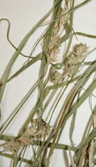 Carex festucacea