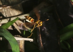 Polistes cubensis