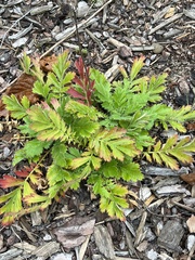 Geum triflorum