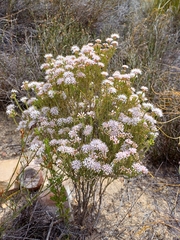 Agathosma capensis