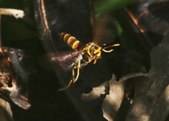 Polistes cubensis