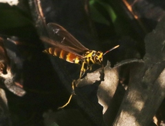 Polistes cubensis