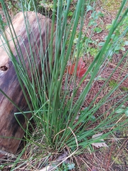 Juncus