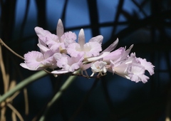 Broughtonia lindenii