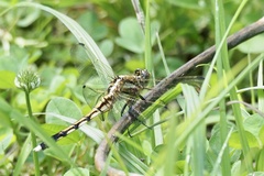 Orthetrum albistylum speciosum