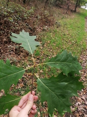 Quercus rubra