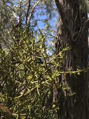 Phoradendron lanceolatum