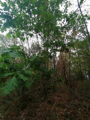 Quercus rubra