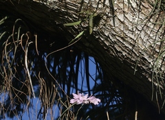 Broughtonia lindenii