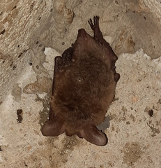 Myotis bechsteinii