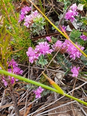 Indigofera glomerata