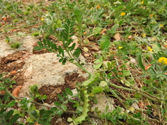 Biserrula pelecinus