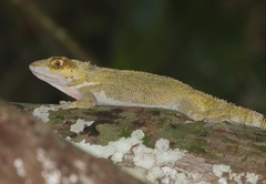 Anolis luteogularis