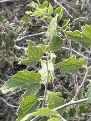 Celtis reticulata