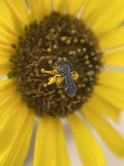 Protandrena aethiops