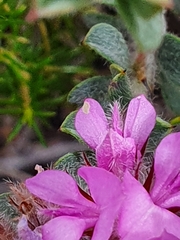 Indigofera glomerata